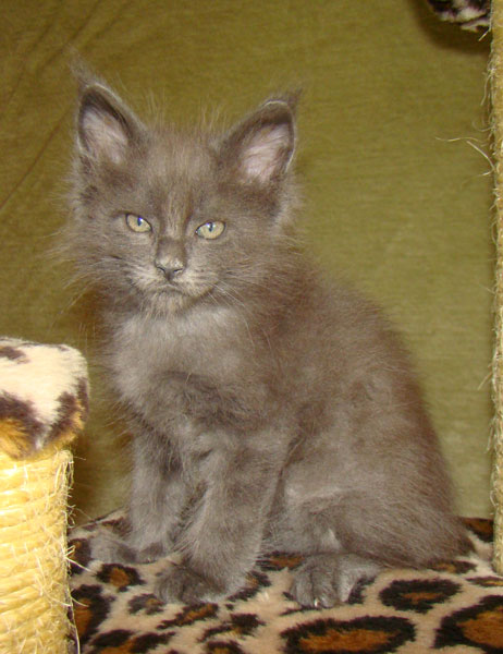 ���� ��� ������� ��������� Catsvill County!  ���� ����! ������ ������ ���� ���! ���� ��� ������ ������ � ����� ����!!! �������� ���� ����� Catsvill County +7-926-544-74-09  ���� ��� �������� ������. ���� ��� ������, ���� ��� �������, ���� ��� ������,  ���� ��� ����, ���� ��� ��������, ���� ����,  ������ ������ ���� ���,  ������ ����-����, ����� ������� ������ �����, ����� ����� ������!